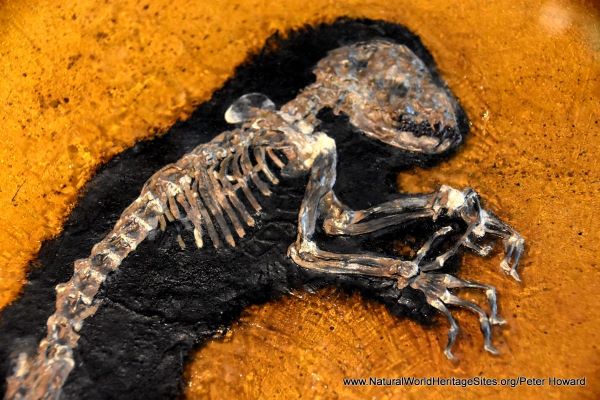 fossil