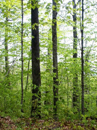 FertileUncultivated