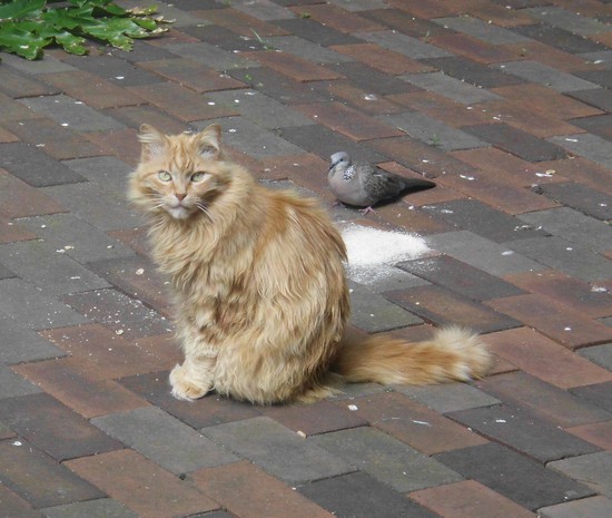 with pigeon