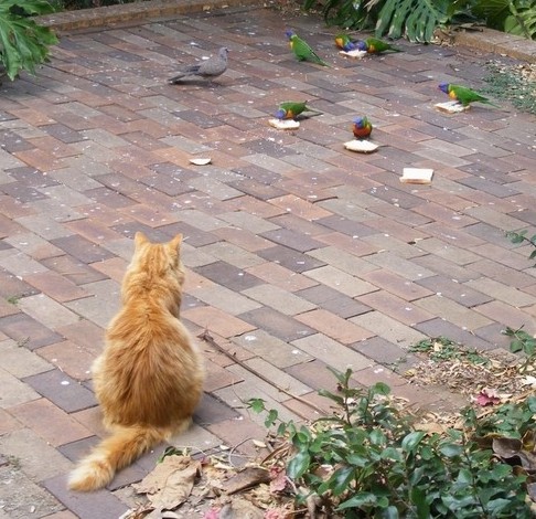 watching lorikeets