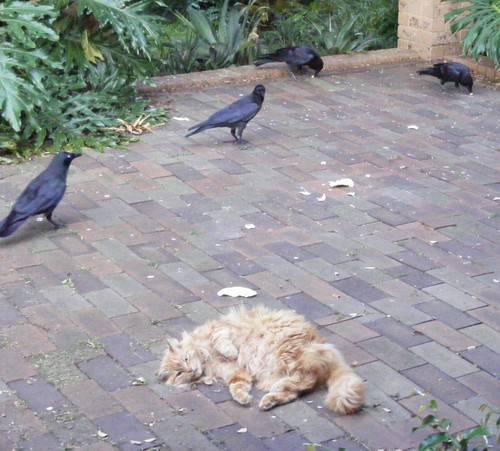 ravens