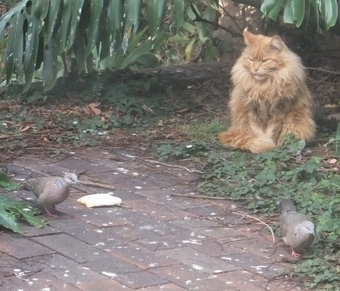 cat 2