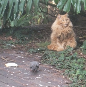 cat 4
