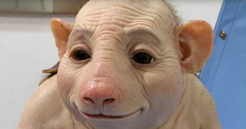 Pig people