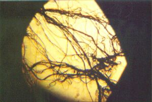 Fibers