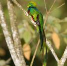 bird photo
