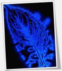 Kirlian leaf