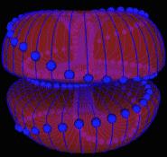 NASSIM'S ORGIN OF SPIN,PROBABLY THE STRUCUTRE OF UNIVERSE