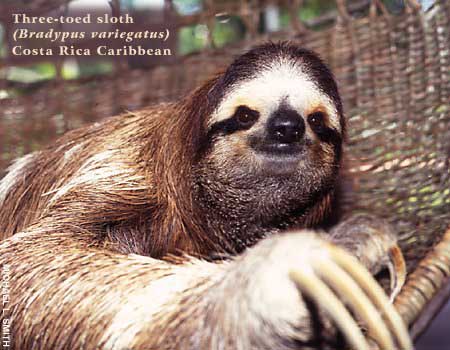sloth