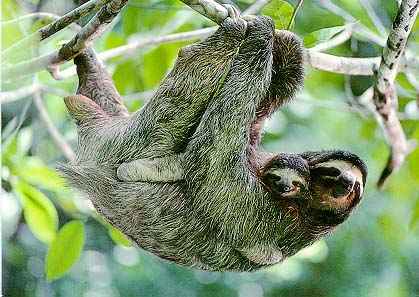 sloth3