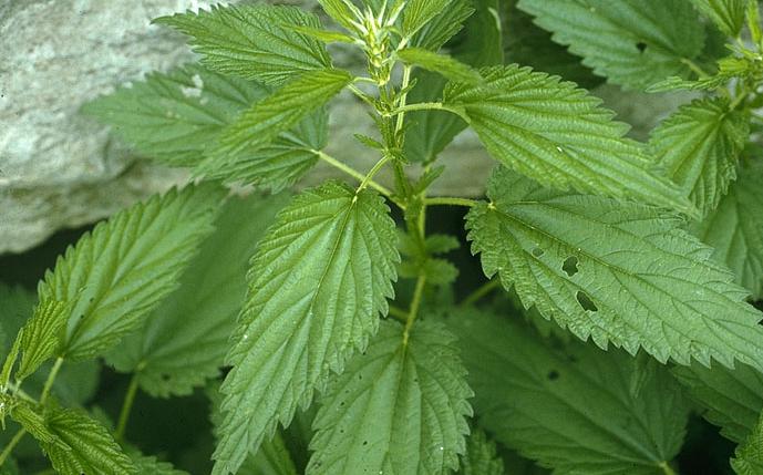 Stinging Nettle
