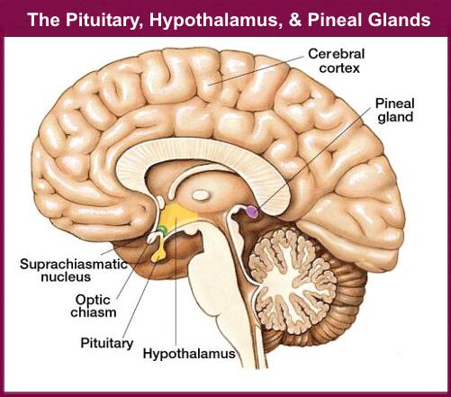 Pineal Gland