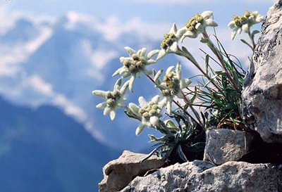Edelweiss
